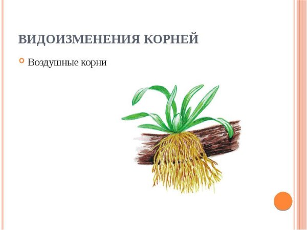 Видоизменение корня воздушные корни