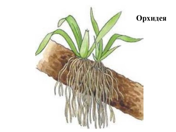 Рисунок воздушных корней