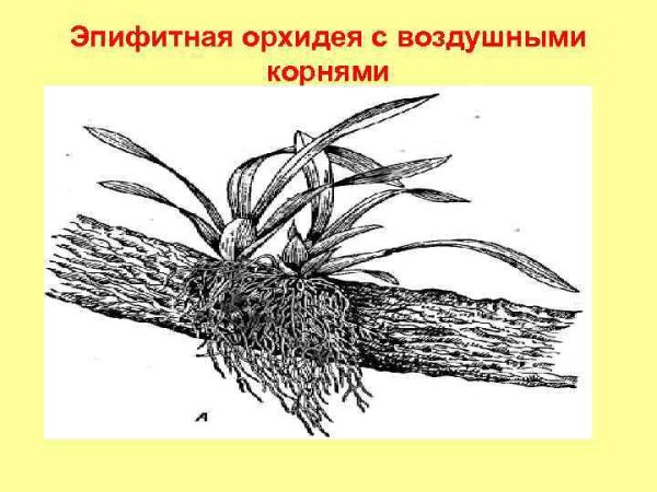 Воздушные корни эпифитов