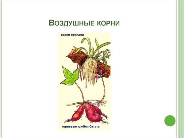 Воздушные корни примеры растений