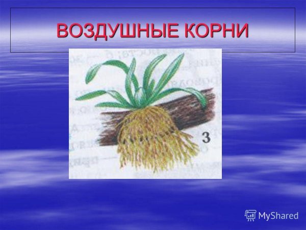 Воздушные корни характерны для