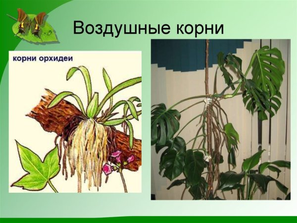 Растения с воздушными корнями