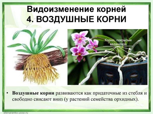 Видоизменение корней орхидеи