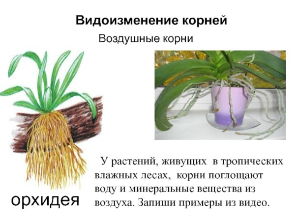 Воздушные корни орхидеи метаморфоз