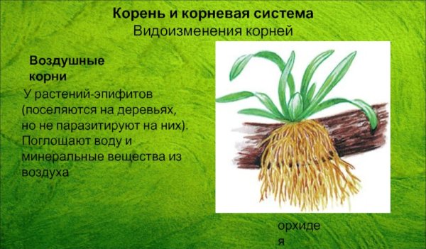 Корни эпифитов