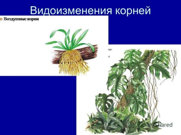 Воздушные корни орхидеи это видоизменение