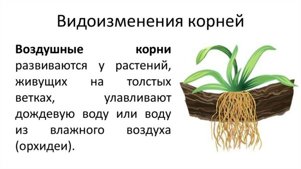 Монстера эпифит