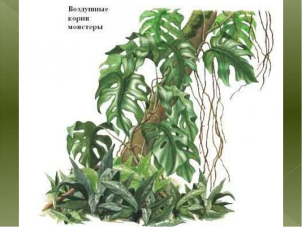 Видоизменение корня воздушные корни