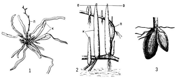 Орхидные семейство корни