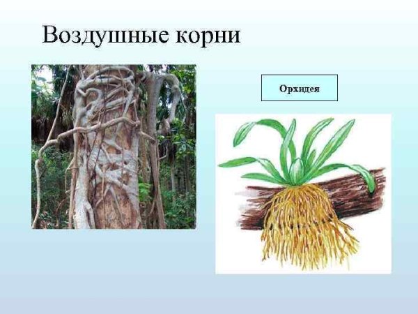 Ходульные корни кукурузы