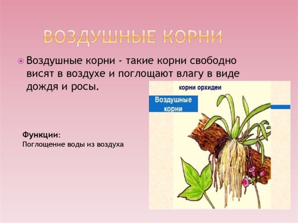 Воздушные корни