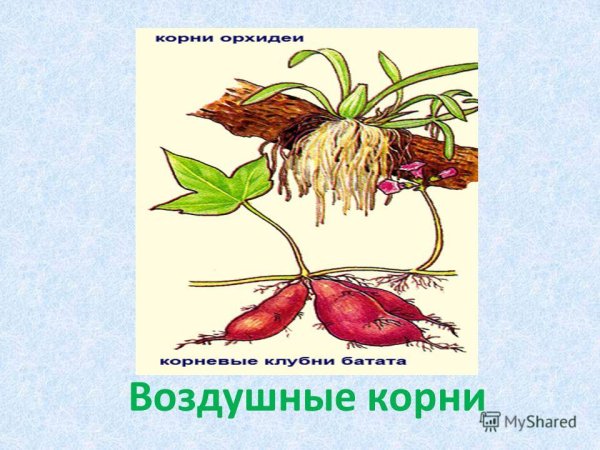 Видоизменения корней Баньян