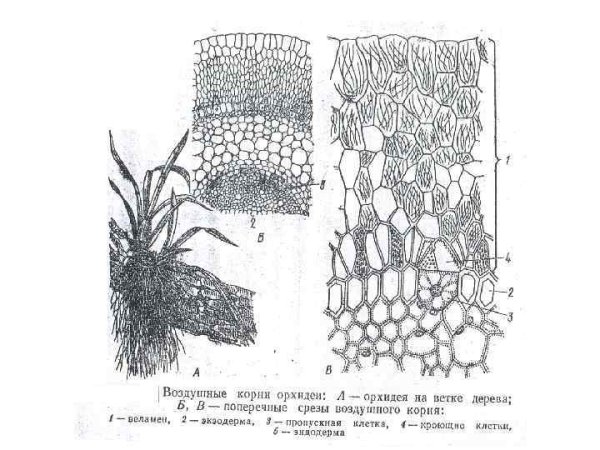Воздушные корни орхидеи