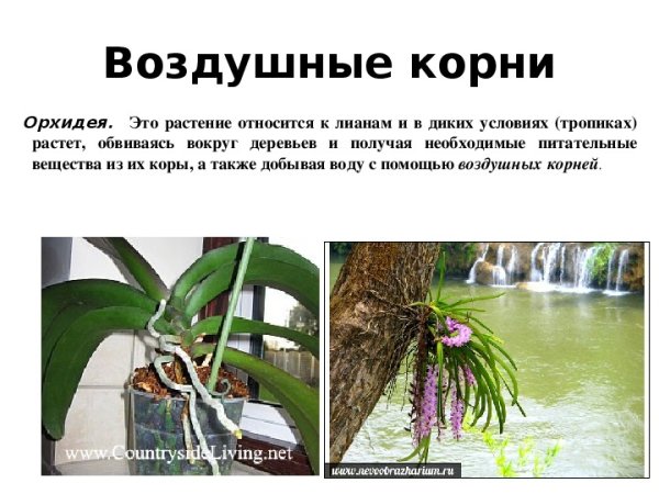 Воздушные корни эпифитов