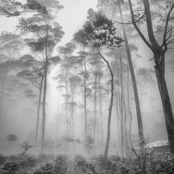 Туманный лес