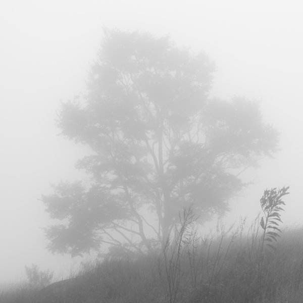 Белый туман