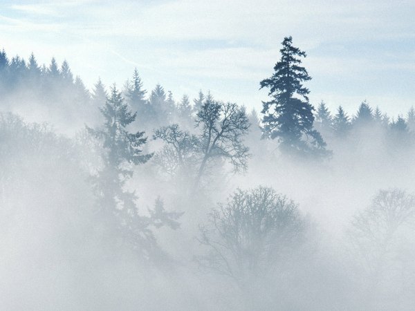 Природные явления туман