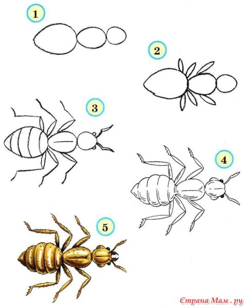 Поэтапное рисование насекомых для дошкольников