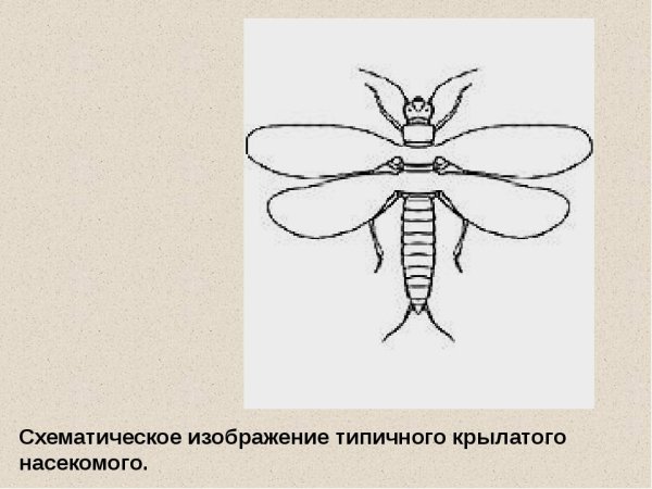 Бабочка поэтапное рисование для детей