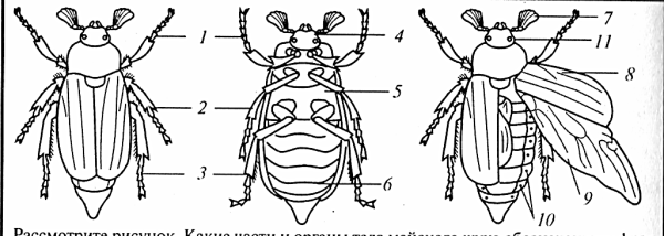 Внешнее строение насекомого схема