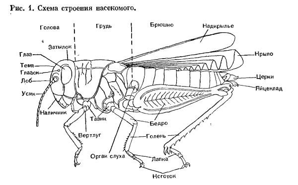 Рисование насекомые для дошкольников