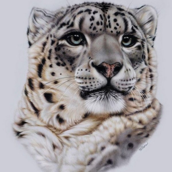 Снежный Барс Ирбис рисунок