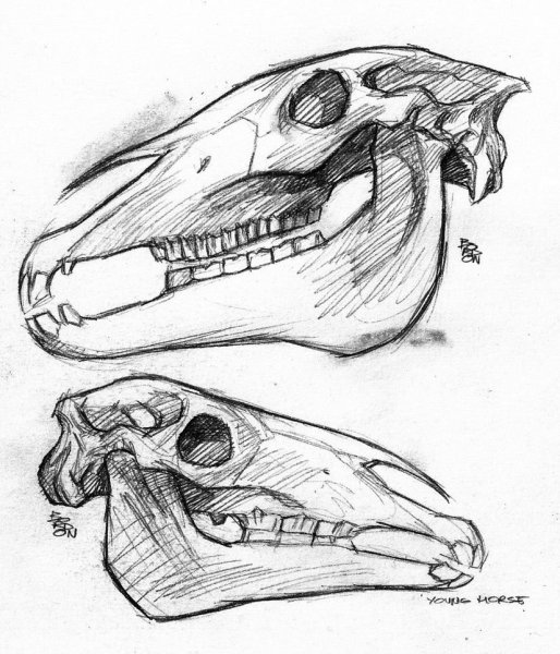 Череп лошади сбоку