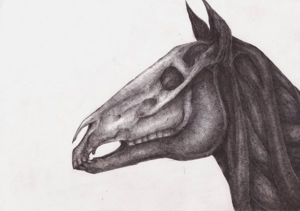 Череп лошади