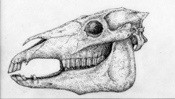 Череп лошади сбоку