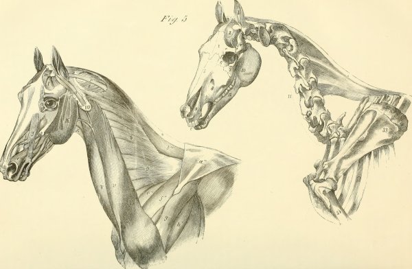 Череп лошади