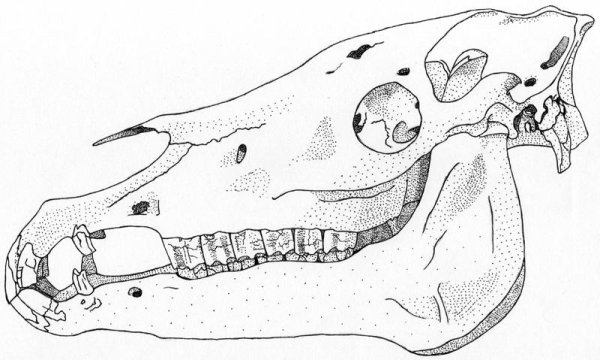 Череп лошади вид снизу