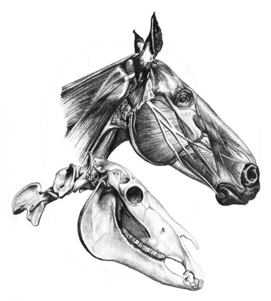 Череп лошади спереди