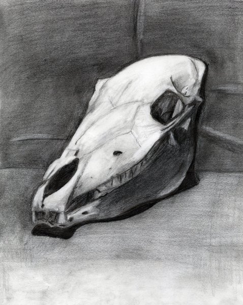 Череп лошади