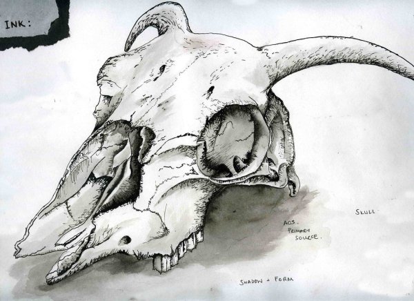 Череп лошади эскиз