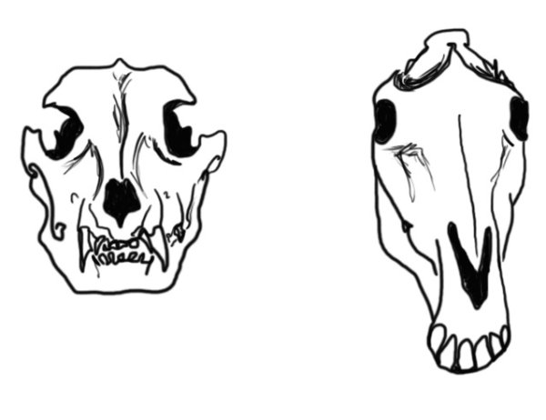 Череп лошади