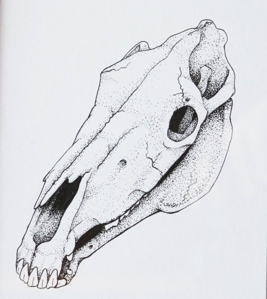 Череп коня арт