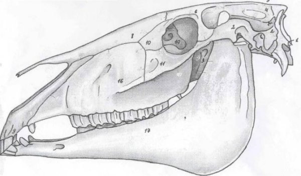 Строение черепа лошади анатомия