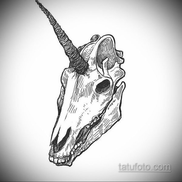 Череп единорога