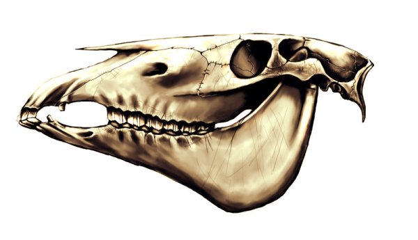 Голова лошади череп