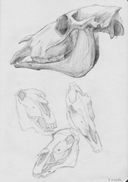 Череп лошади сбоку туториал