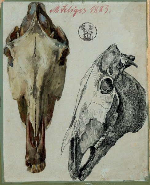 Лошадиный череп