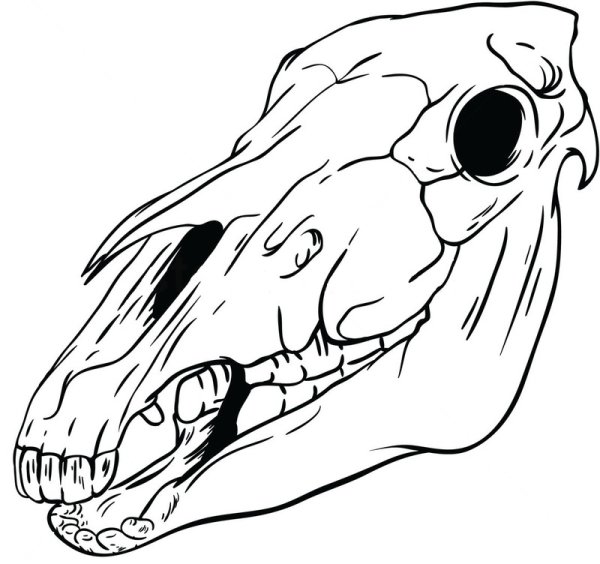 Череп лошади сбоку туториал