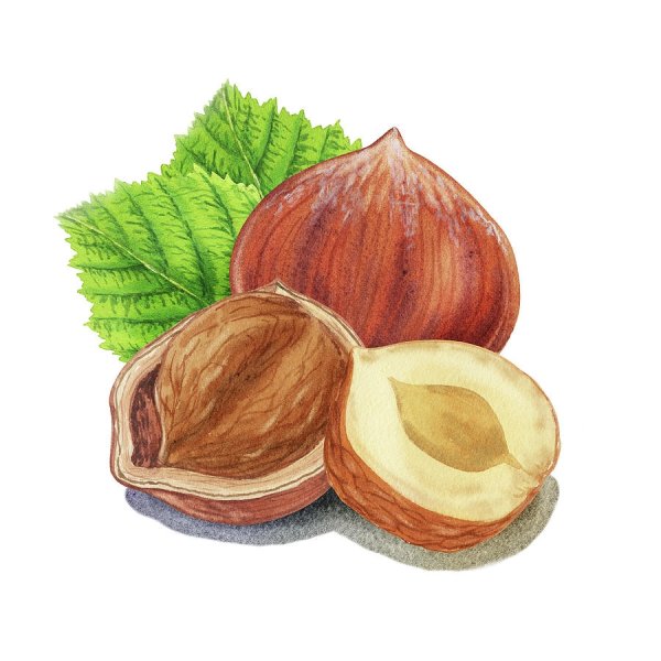 Лещина орех акварель