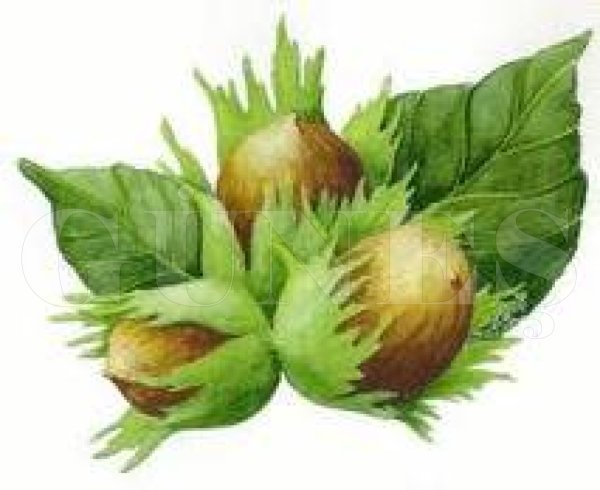 Лещина три орешка