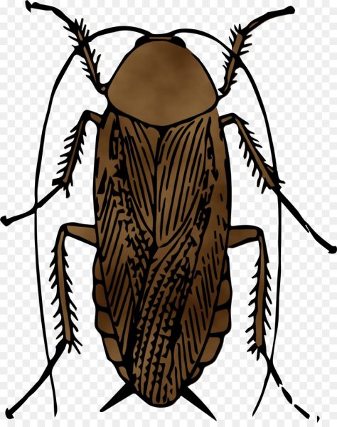 Коричневый таракан