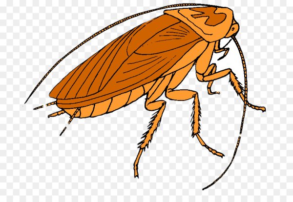 Таракан рисунок для детей