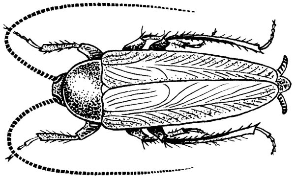 Таракан раскраска
