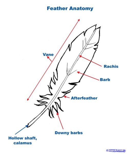 Перо ворона нарисовать