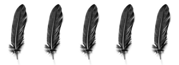 Перо вороны нарисовать