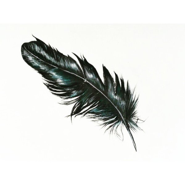 Белое перо на черном фоне